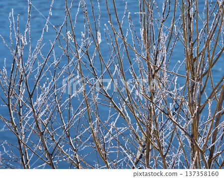 千曲川兩岸，樹木覆蓋霜雪。 137358160