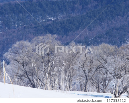千曲川兩岸,樹木覆蓋霜雪。 千曲川兩岸,樹木覆蓋霜雪。 137358212