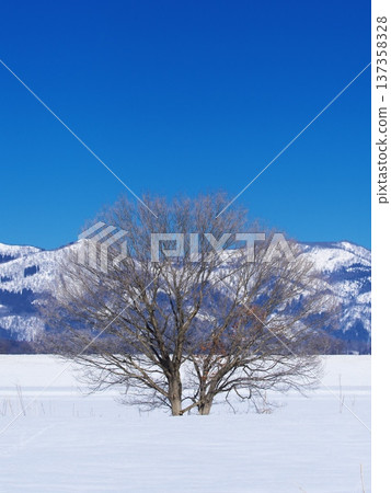 Trees covered in frost standing on the banks of the Chikuma River Trees covered in frost standing on the banks of the Chikuma River 137358328