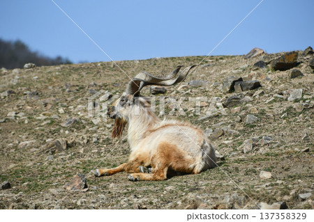 Markhor 137358329