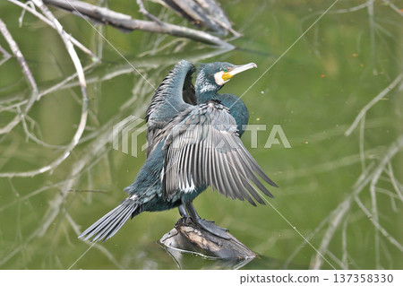 [Water bird, cormorant] 137358330