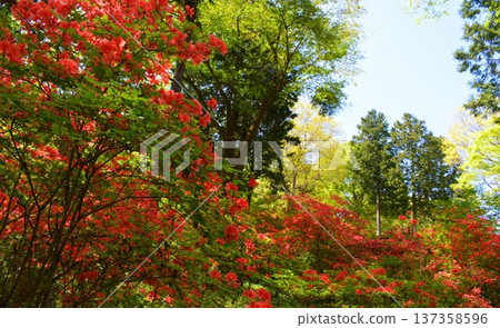Higashichichibu Village, Nihongi Pass, Mountain Azalea (Saitama Prefecture) Higashichichibu Village, Nihongi Pass, Mountain Azalea (Saitama Prefecture) 137358596