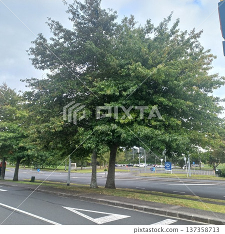 紐西蘭天然樹木 紐西蘭天然樹木 137358713