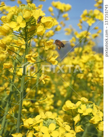 A honeybee flies towards a black fly that has landed on a rapeseed flower (blue sky in early spring and yellow rapeseed flower fields in Kancho Plain) 137358745