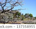 Kairakuen Garden, plum grove and Kobuntei 137358955
