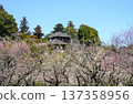 Kairakuen Garden, plum grove and Kobuntei 137358956