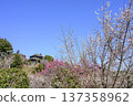 Kairakuen Garden, plum grove and Kobuntei 137358962
