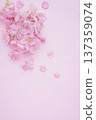 春日景象：櫻花花瓣 137359074