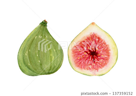 Whole green fig and sliced half showing red pulp, seeds. Hand-painted watercolor illustration isolated on white. Natural ingredient clip art for food packaging, labels, menus, recipes. Fresh fruit 137359152