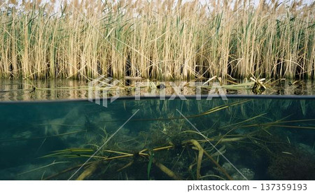 A calm lake with reeds, showcasing the ecological importance of wetlands for biodiversity and traditional Indigenous knowledge 137359193