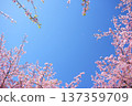 Kawazu櫻花盛開與藍天 137359709