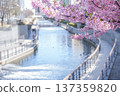 從東京東武橋上看到的河津櫻花 137359820
