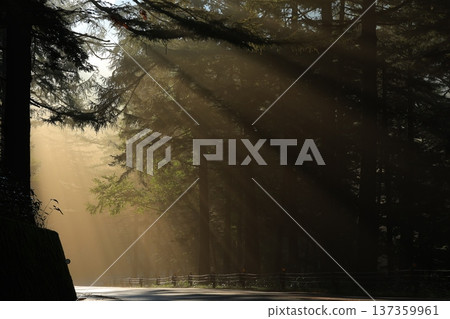 Light into the forest Light into the forest 137359961