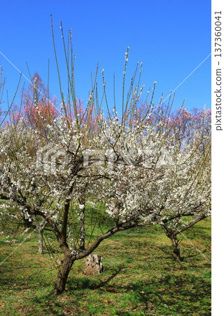 Plum blossoms in full bloom Plum blossoms in full bloom 137360041