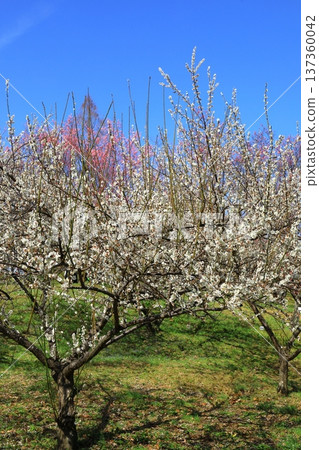 Plum blossoms in full bloom Plum blossoms in full bloom 137360042