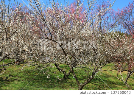 Plum blossoms in full bloom Plum blossoms in full bloom 137360043