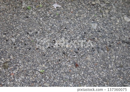 Field Sign Deer Droppings 2 Field Sign Deer Droppings 2 137360075