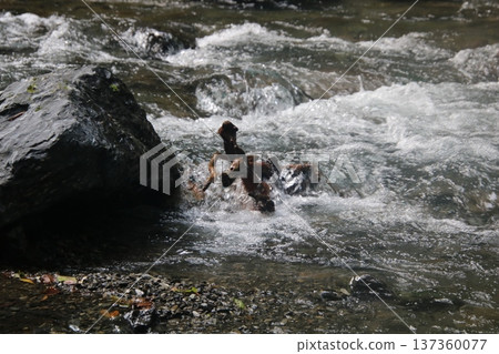 A mountain stream with a strong current 137360077