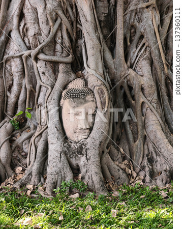 The sacred buddha head in the tree root, Ayutthaya, Thailand The sacred buddha head in the tree root, Ayutthaya, Thailand 137360111
