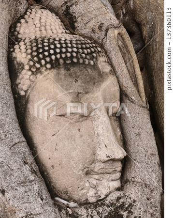 The sacred buddha head in the tree root, Ayutthaya, Thailand The sacred buddha head in the tree root, Ayutthaya, Thailand 137360113