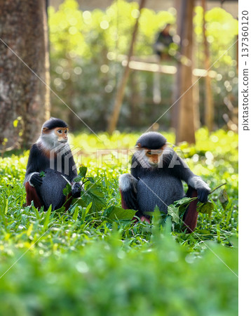 Red-shanked douc in the zoo garden 137360120