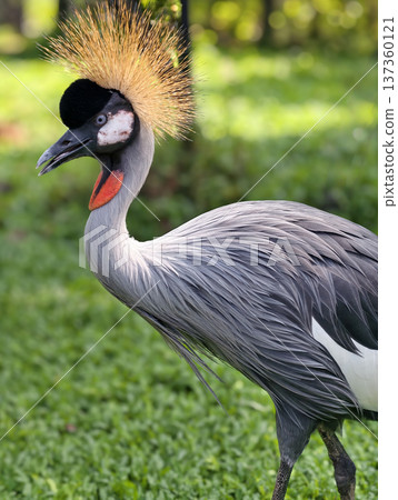 Close up of Crowned crane in the zoo garden 137360121