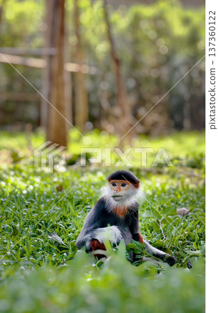 Red-shanked douc in the zoo garden 137360122
