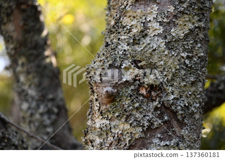 Trees Trees 137360181
