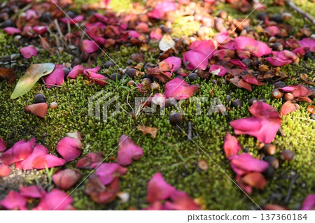 橡子和山茶花瓣 橡子和山茶花瓣 137360184