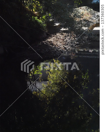 竹子和月桂樹倒映在河面上（吉野河上游堰壩） 137360305