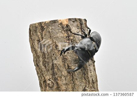 Hopei Okuwagata 137360587