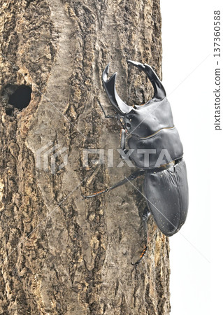 Hopei Okuwagata 137360588