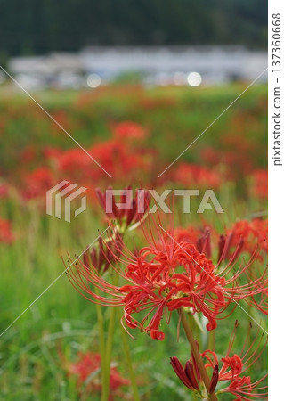 在銀行開花的群集孤挺花 在銀行開花的群集孤挺花 137360668