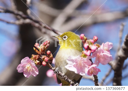 棲息在河津櫻花樹枝上的白眼 棲息在河津櫻花樹枝上的白眼 137360677