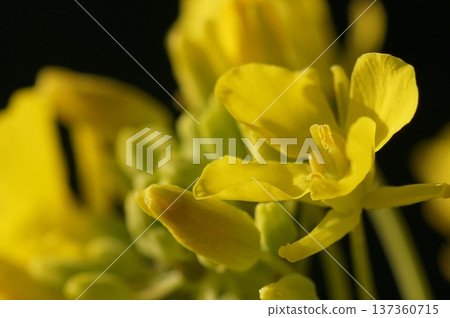 強奸的花朵預示著春天的到來 137360715