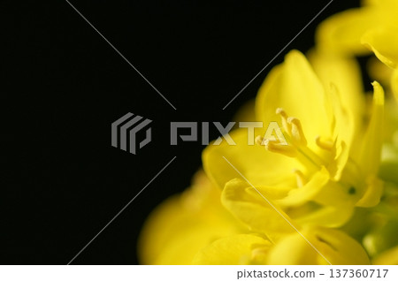 強奸的花朵預示著春天的到來 137360717