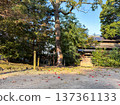 Autumn scenery of the castle tower of Kasugayama Castle 137361133
