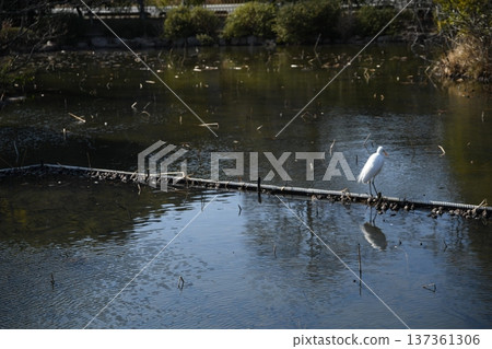 Pond bird Pond bird 137361306