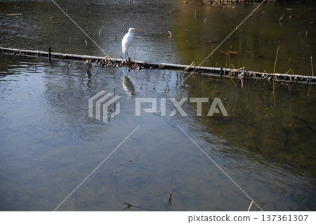 Search for bait in the river Shirajiri 137361307