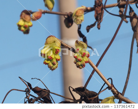 Close-up of yellow-green Tosa Mizuki flowers on a branch (Spring sky and Tosa Mizuki) Close-up of yellow-green Tosa Mizuki flowers on a branch (Spring sky and Tosa Mizuki) 137361472