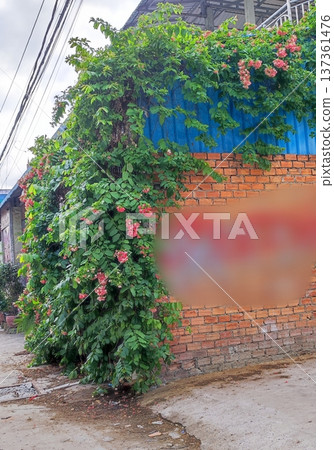 Shikunshi Climbing the Wall 137361476