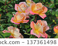 Roses 137361498