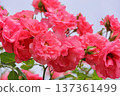 Rose of pink 137361499