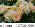 White Rose  137361500