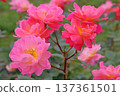 Cute pink roses 137361501