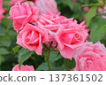 Rose of pink 137361502