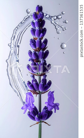 Lavender Flower Macro with Water Droplet Arc in Studio Lavender Flower Macro with Water Droplet Arc in Studio 137361535