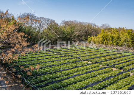 京都府常陽市木津川右岸的茶園 137361663