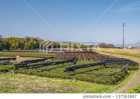 京都府常陽市木津川右岸的茶園 137361667