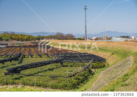 京都府常陽市木津川右岸的茶園 137361668